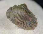 Top Quality Acanthopyge (Lobopyge) Trilobite #21234-2